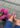 Klipklappere - Pink-Sandals-Havaianas-Butler Loftet