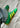 TOKYO - Green-Shoes-Adidas Originals-Butler Loftet